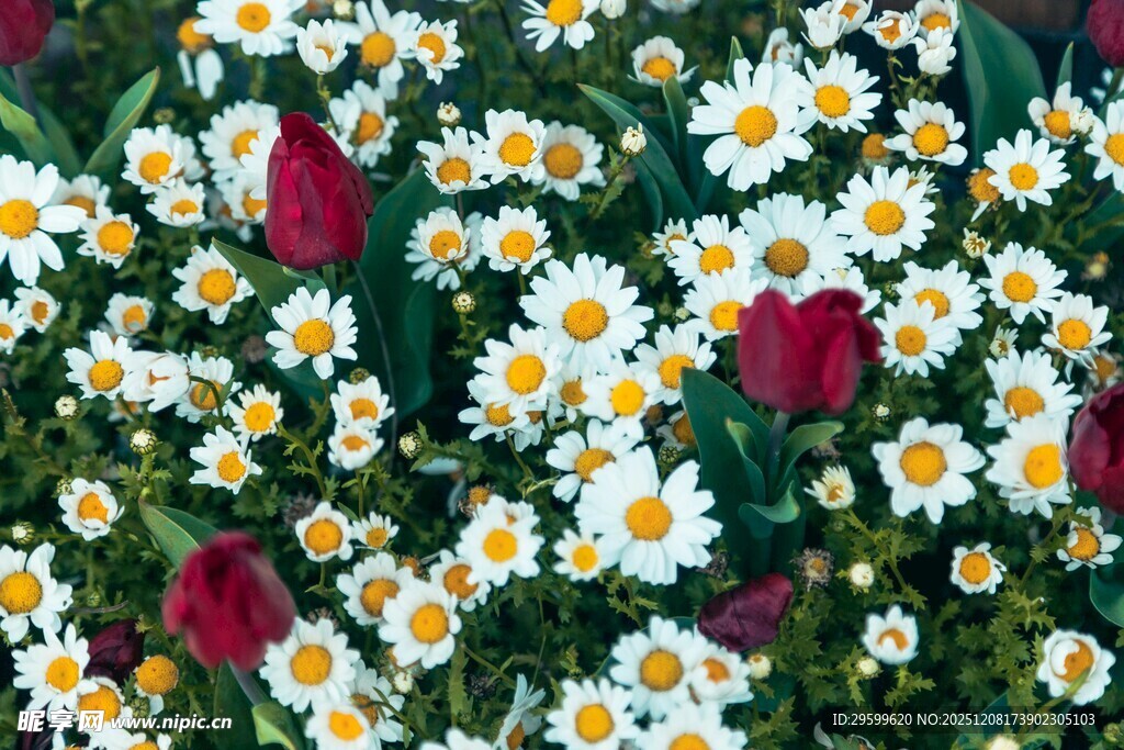 雏菊与玫瑰绽放的美景