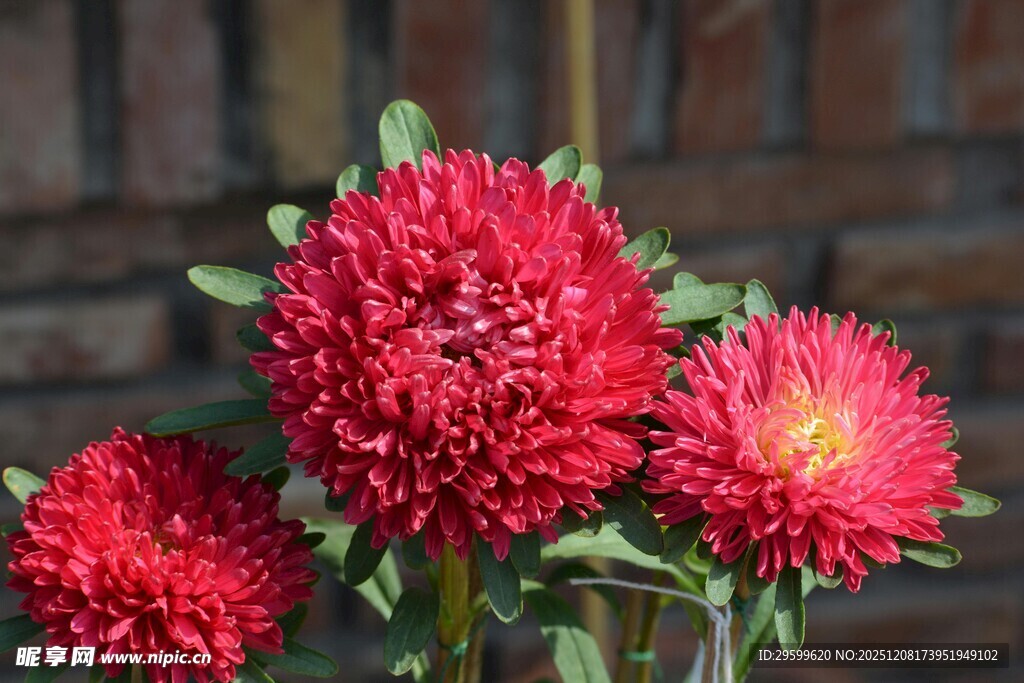 艳丽红色翠菊绽放