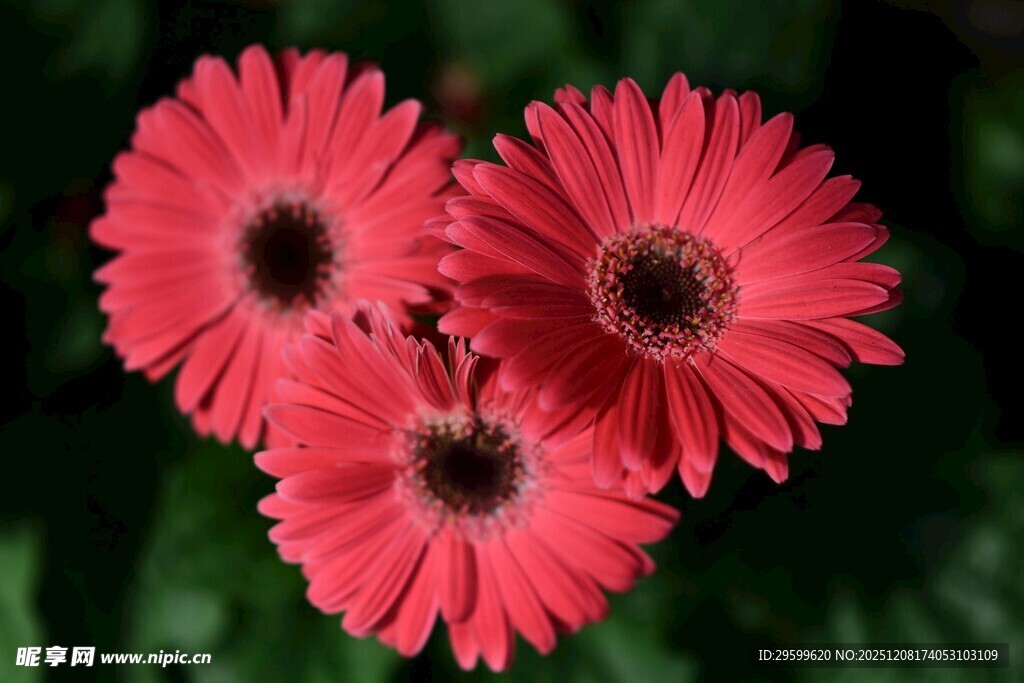 三朵娇艳的红色非洲菊