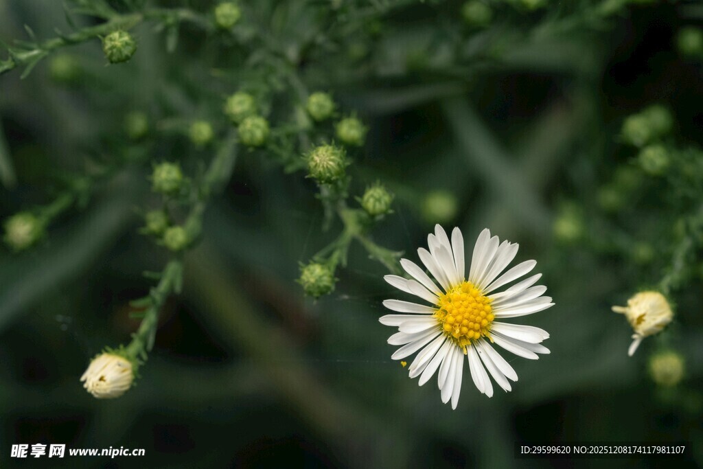 单朵小白菊绽放绿意间