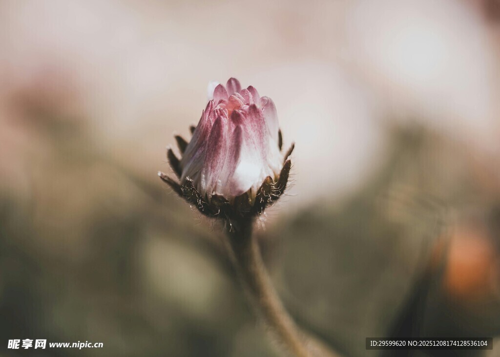 含苞待放的粉色小花