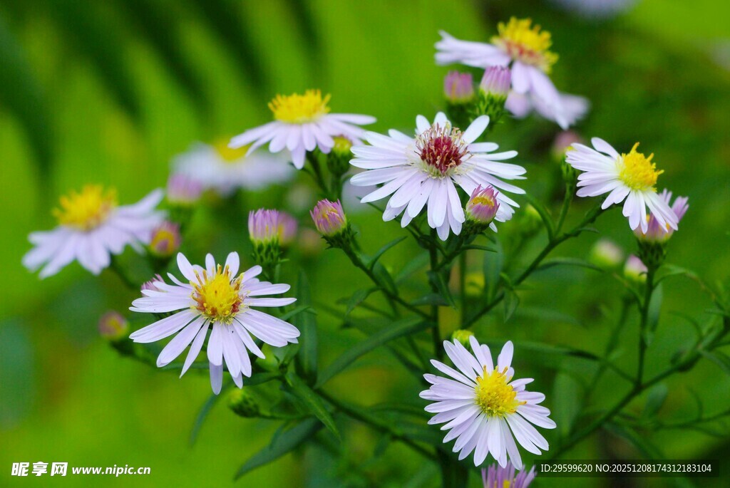 清新野菊花绽放