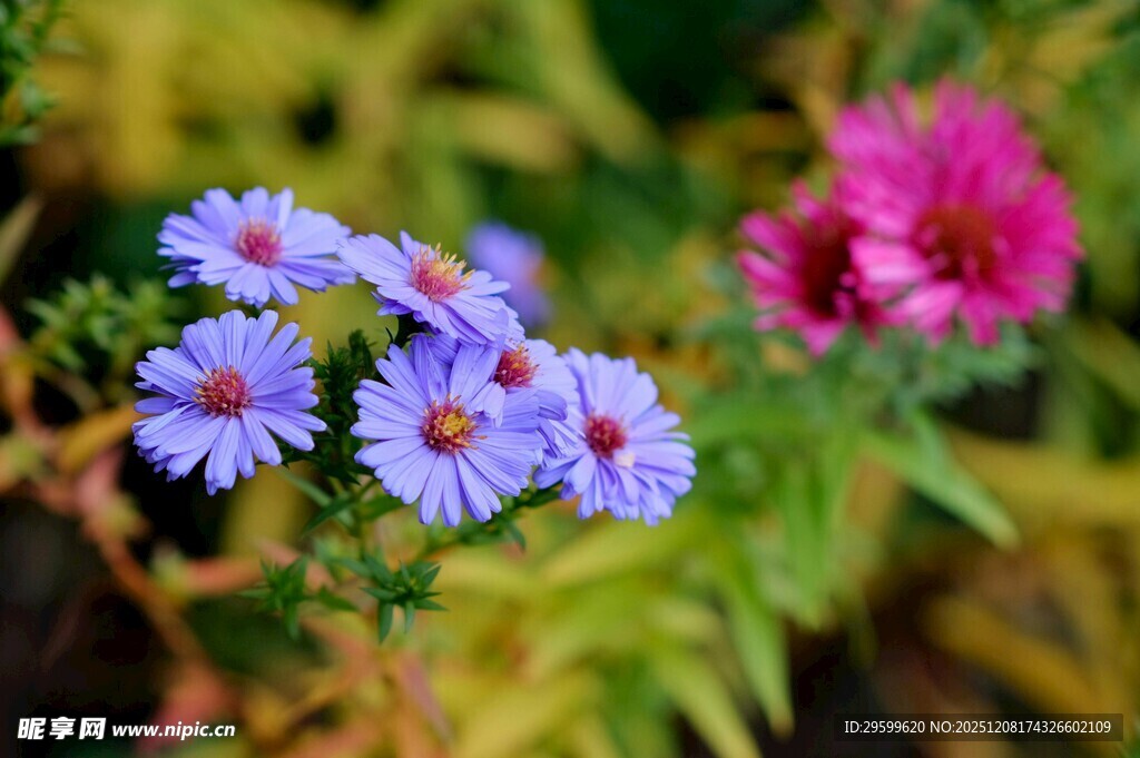 蓝紫小花与粉色花朵同框