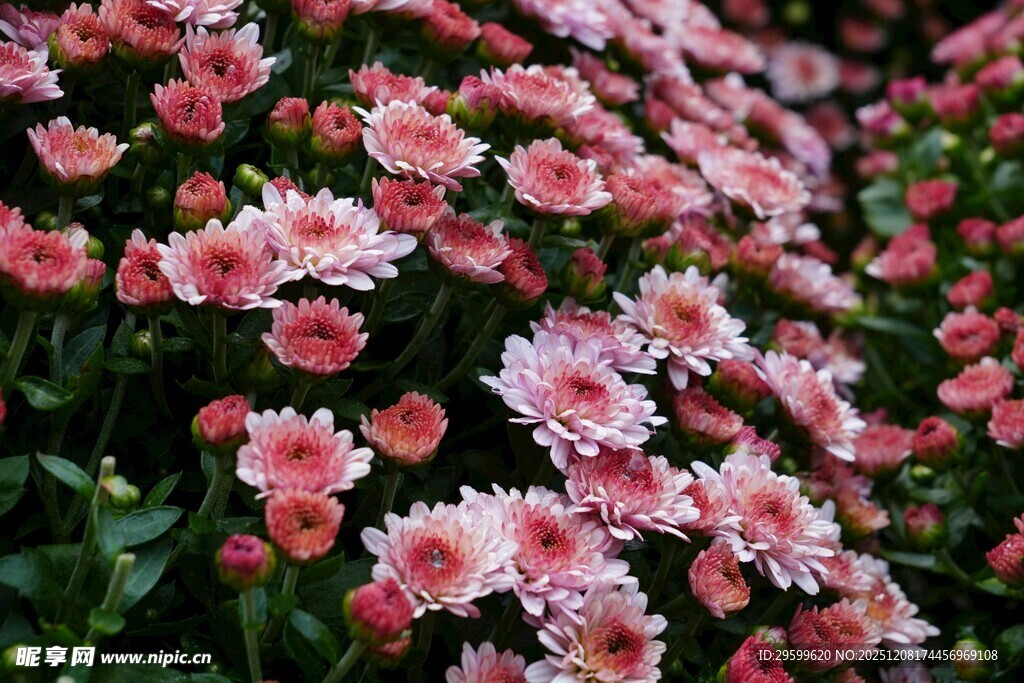 粉色菊花绽放美景