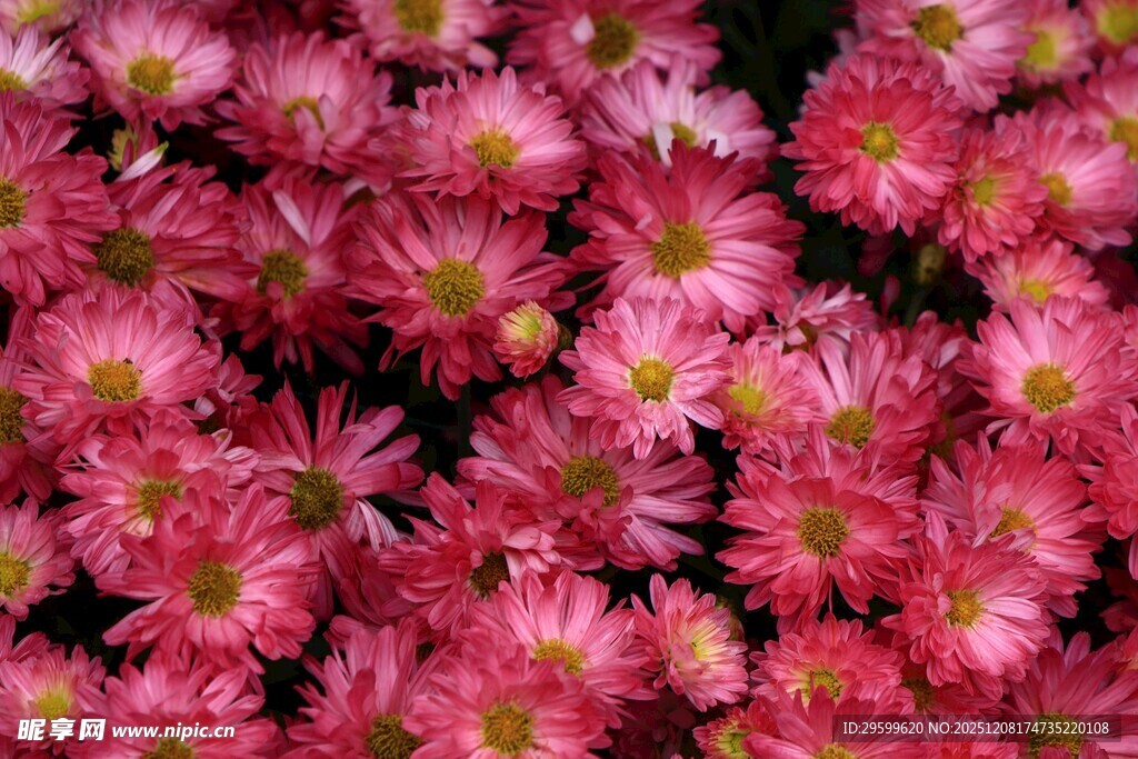 粉色菊花密集绽放