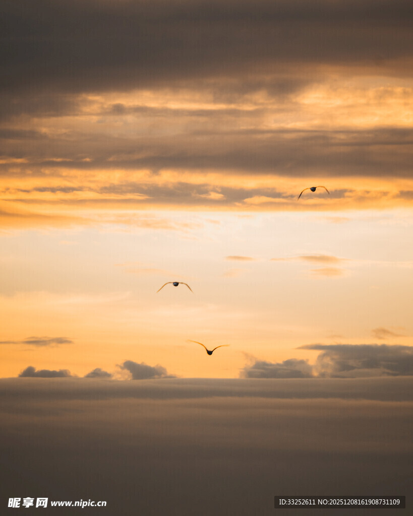 黄昏时分飞鸟伴云霞