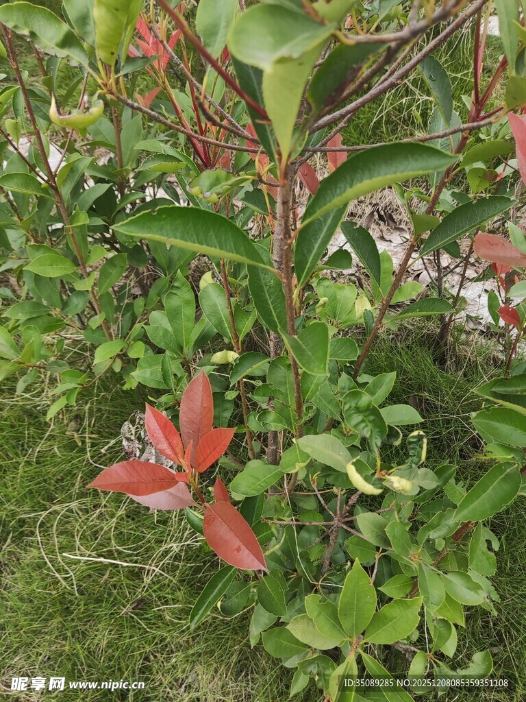多彩绿植生机盎然的景象