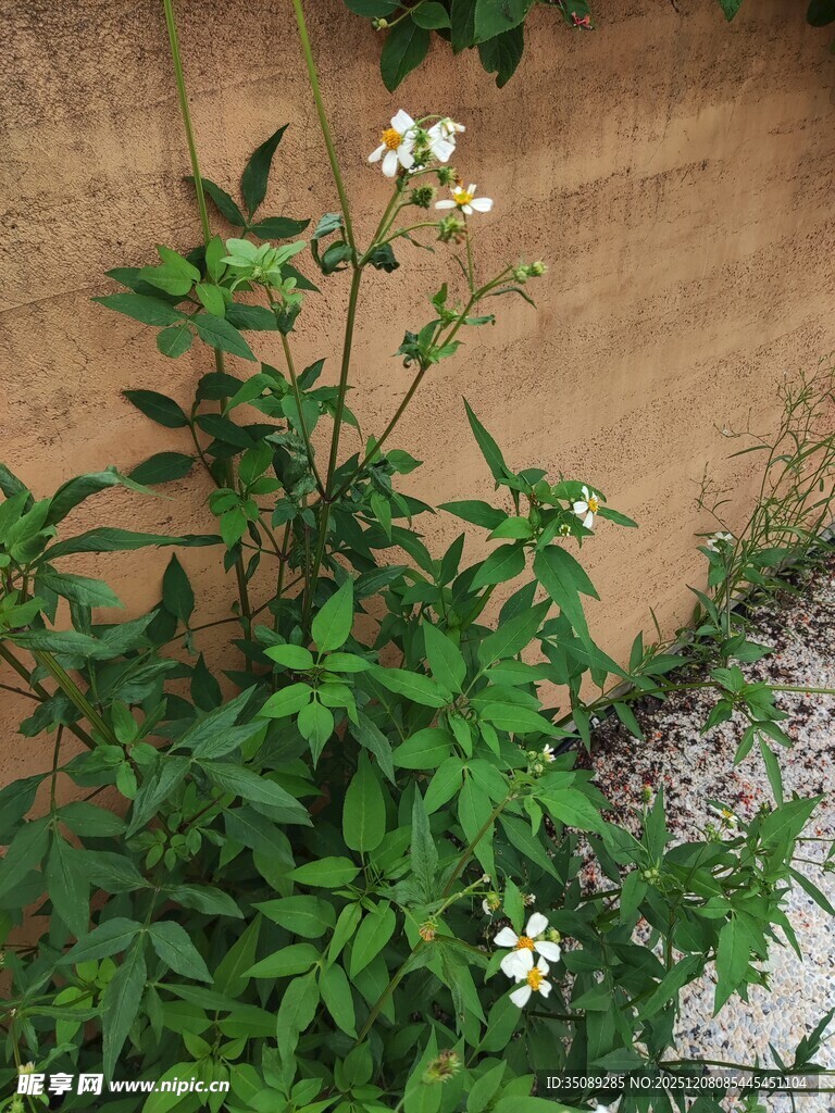 墙边绽放的清新白色小花