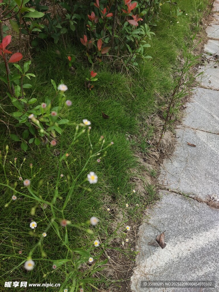 石径旁的清新花草景致