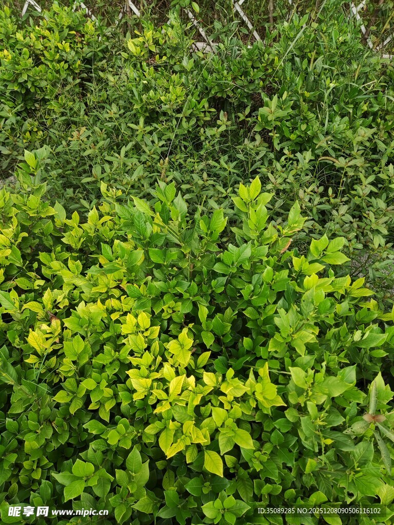 翠绿繁茂的灌木丛景观