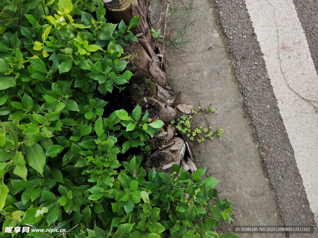 路边绿植与砖石缝隙景象