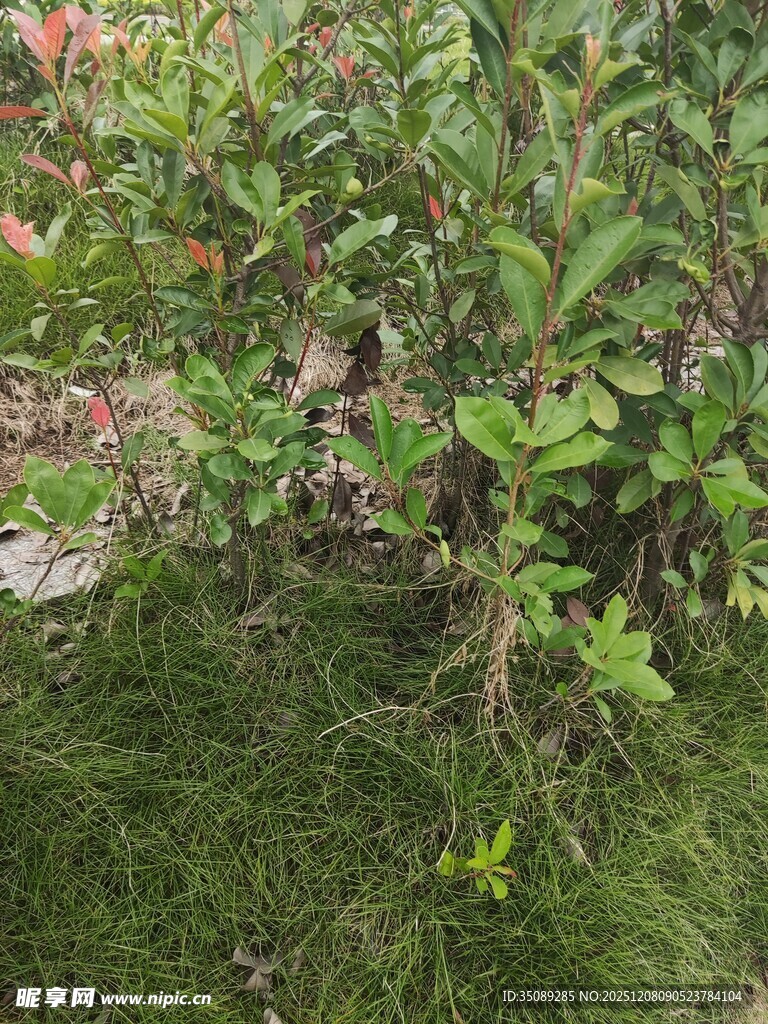 绿叶繁茂的植物景观