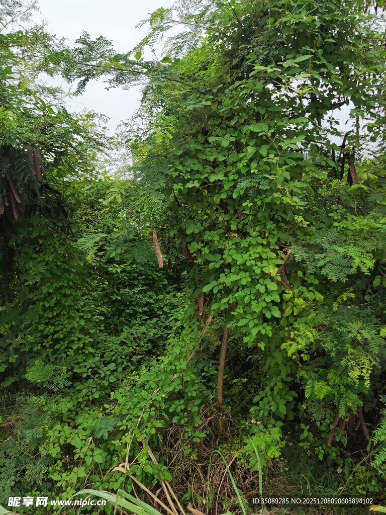 茂密丛林绿意盎然