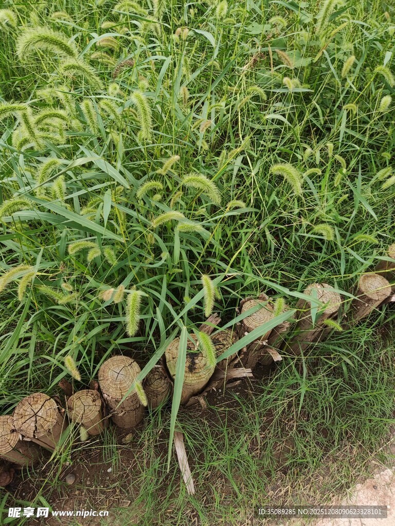 田边翠绿茂盛的青草景观