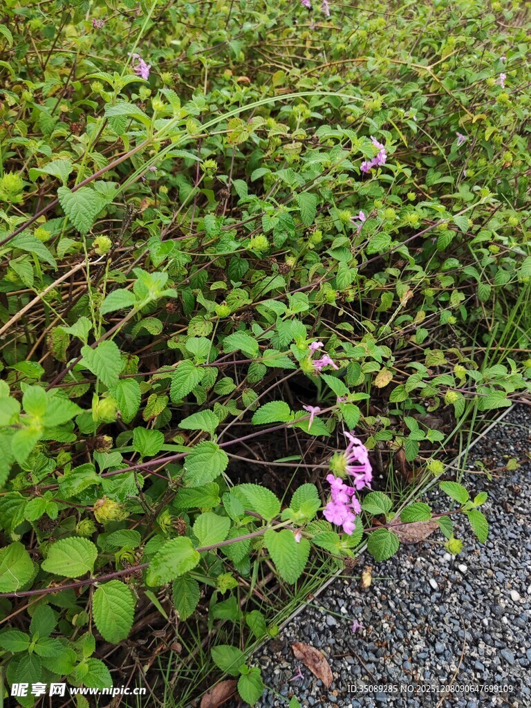 路边绽放的粉色小花