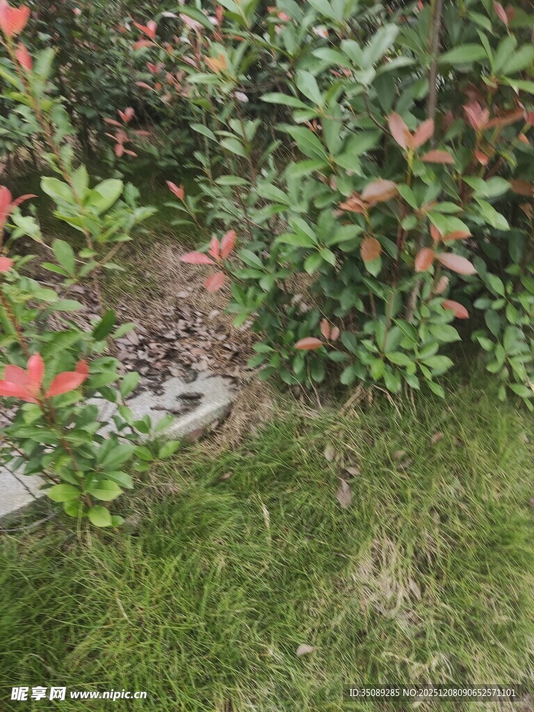 花园中的绿植与花卉景观