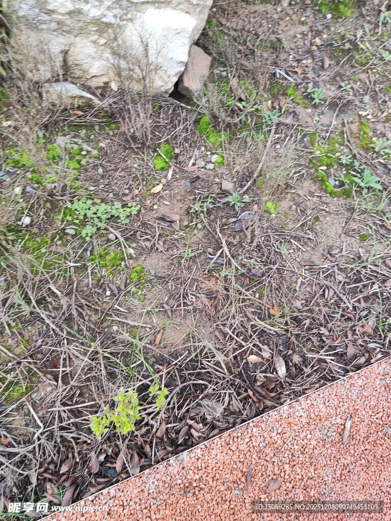 地面上的零星绿色植物