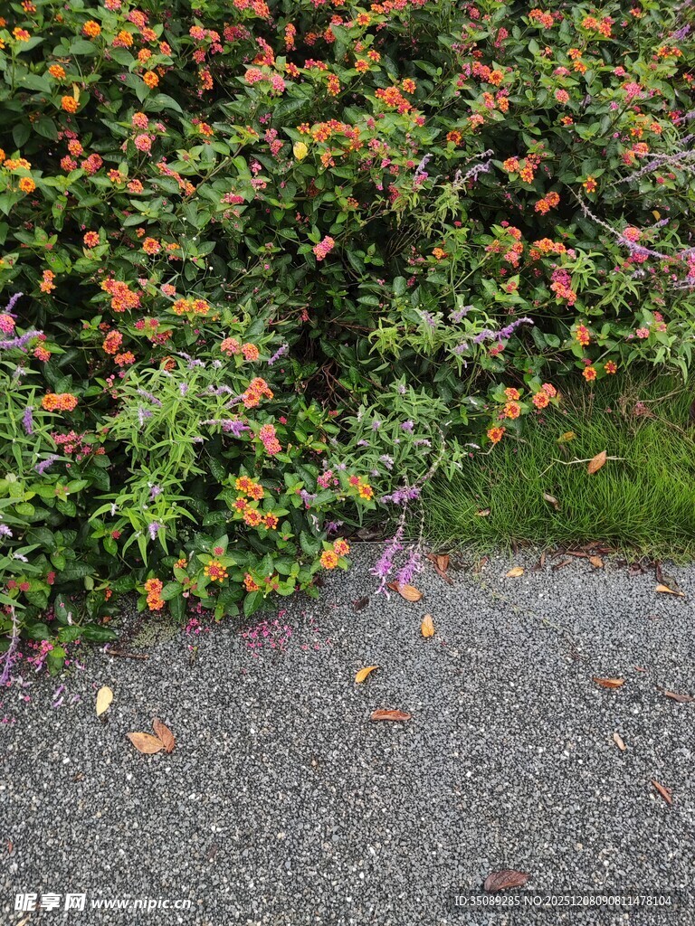 路边多彩花卉与碎石景观