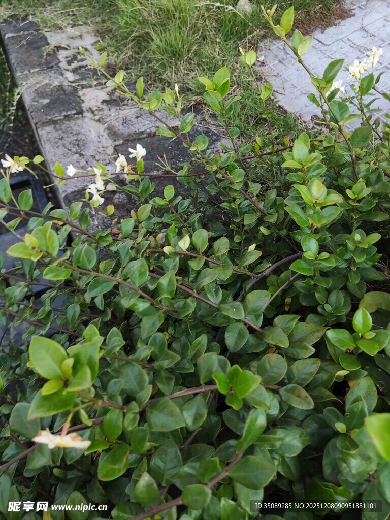 绿叶繁茂的地面植物景观