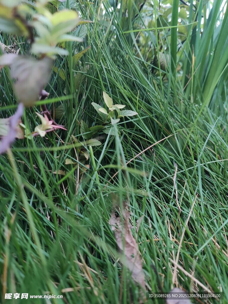草丛中的植物细节