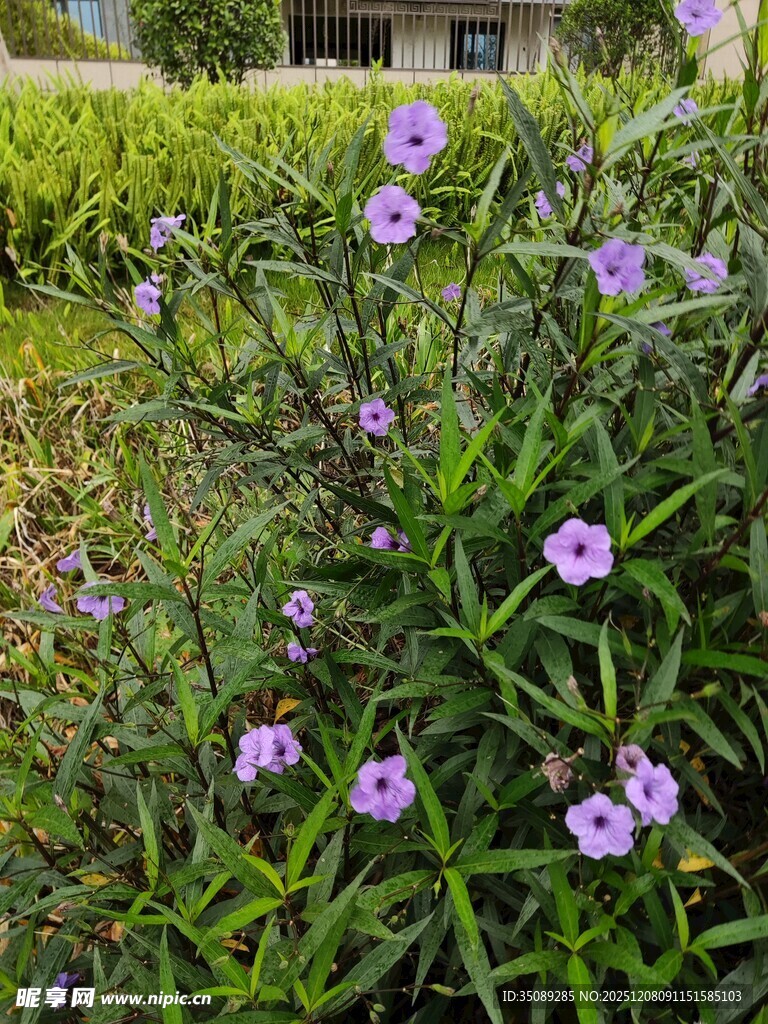紫色小花绽放于绿叶间