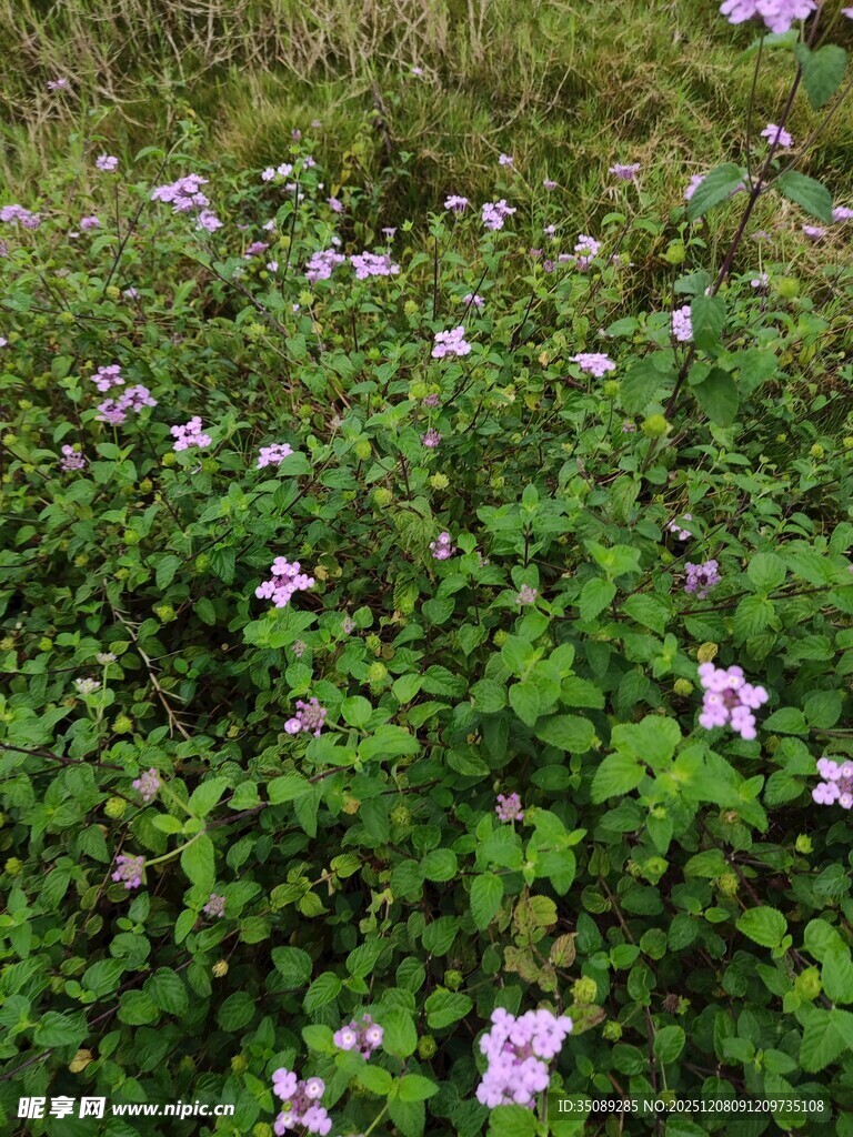 草丛中的紫色小花绽放