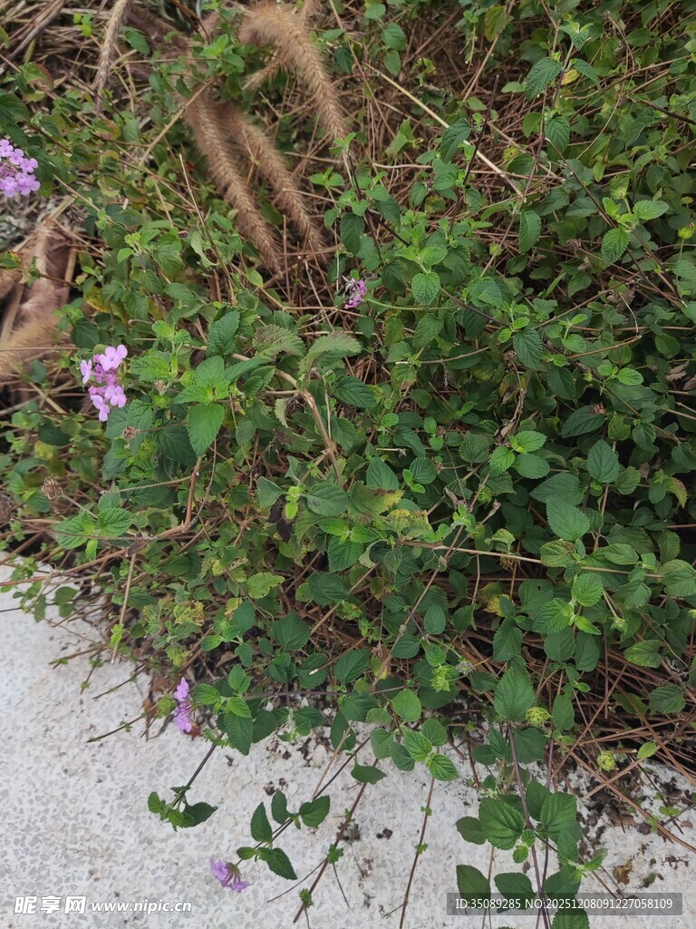 路边繁茂的绿色植物