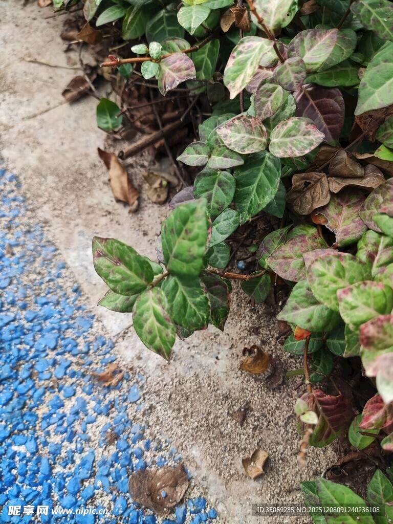 蓝边旁的多彩植物