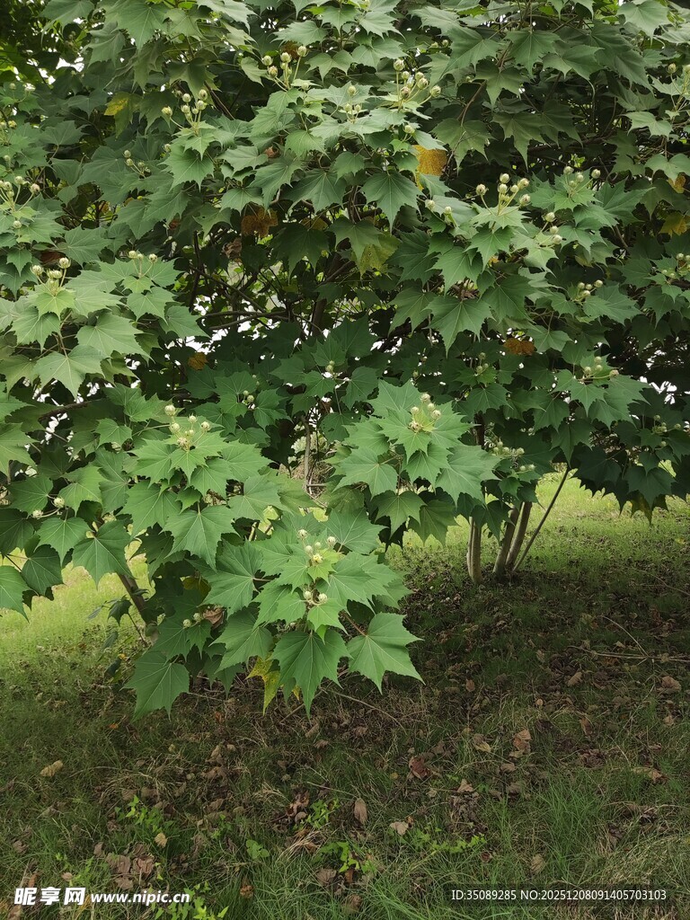 绿叶繁茂的树木景观