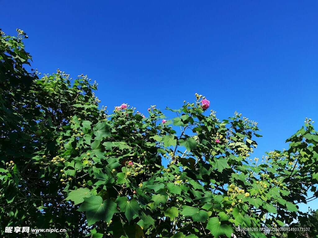 蓝天绿树间的繁花