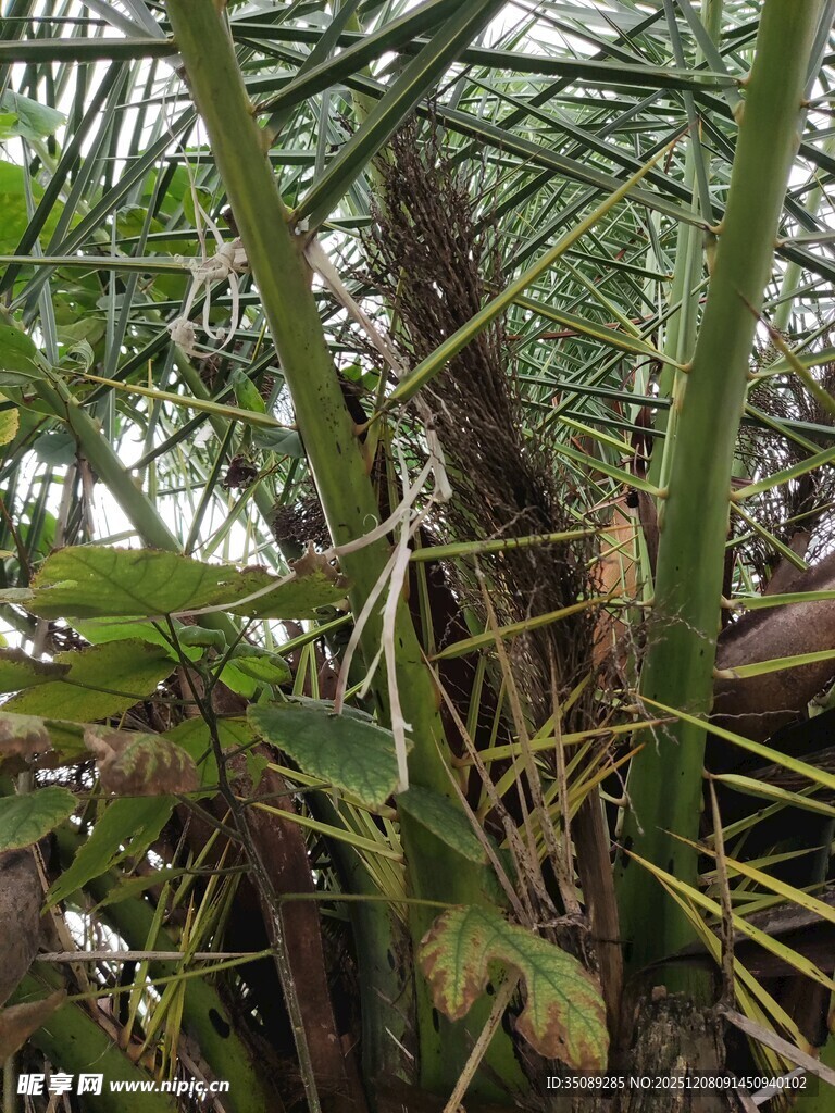 棕榈植物特写