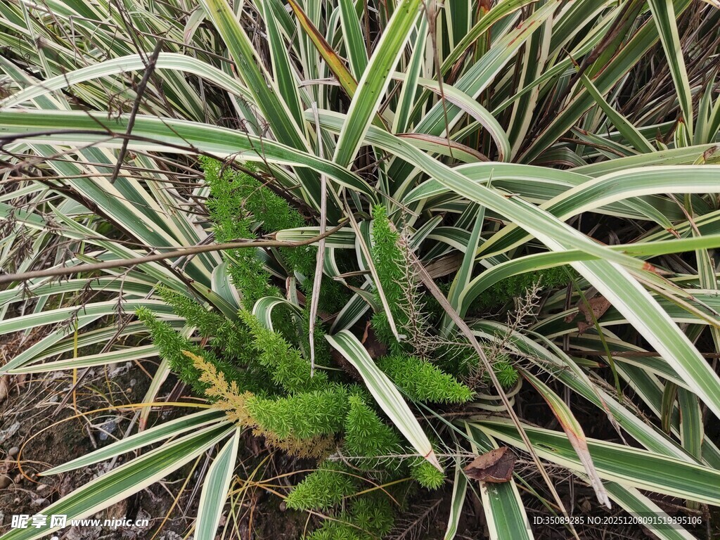 带条纹的绿植特写