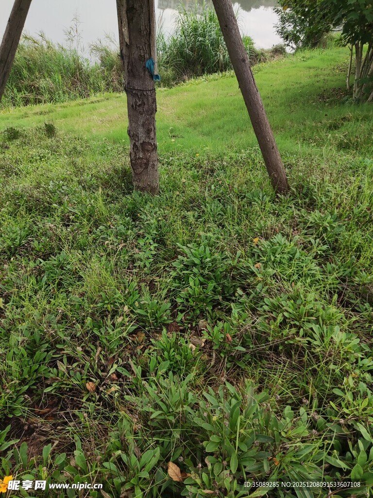 林间草地绿意盎然