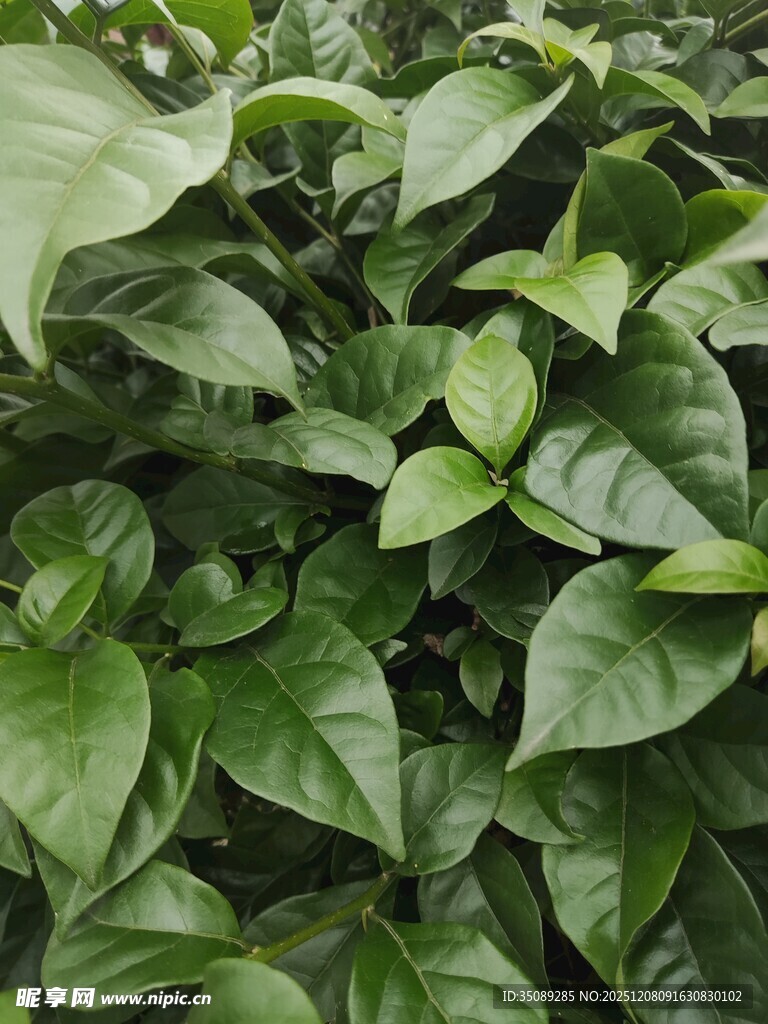 翠绿繁茂的绿植叶片