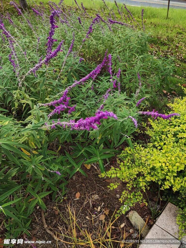 紫色花卉与绿植景观