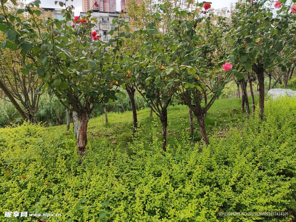 绿树繁花的清新园林景观