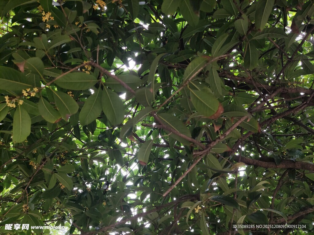 繁茂枝叶间的斑驳光影