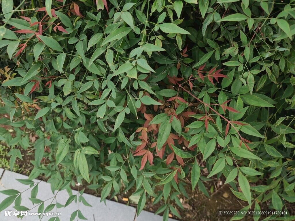 绿叶间的红色果实