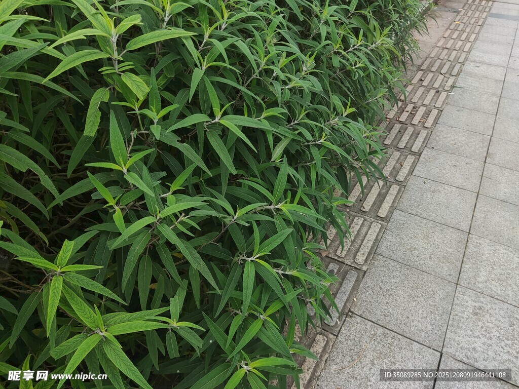 路边翠绿植物与砖石路面