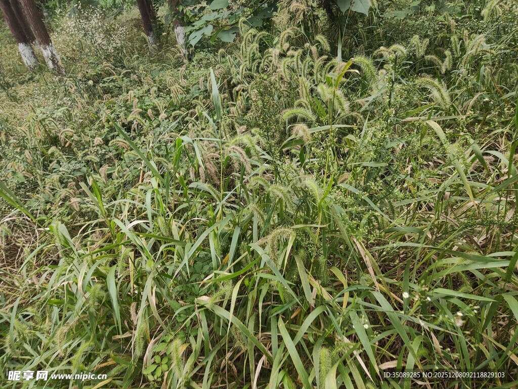 茂密的绿色草丛