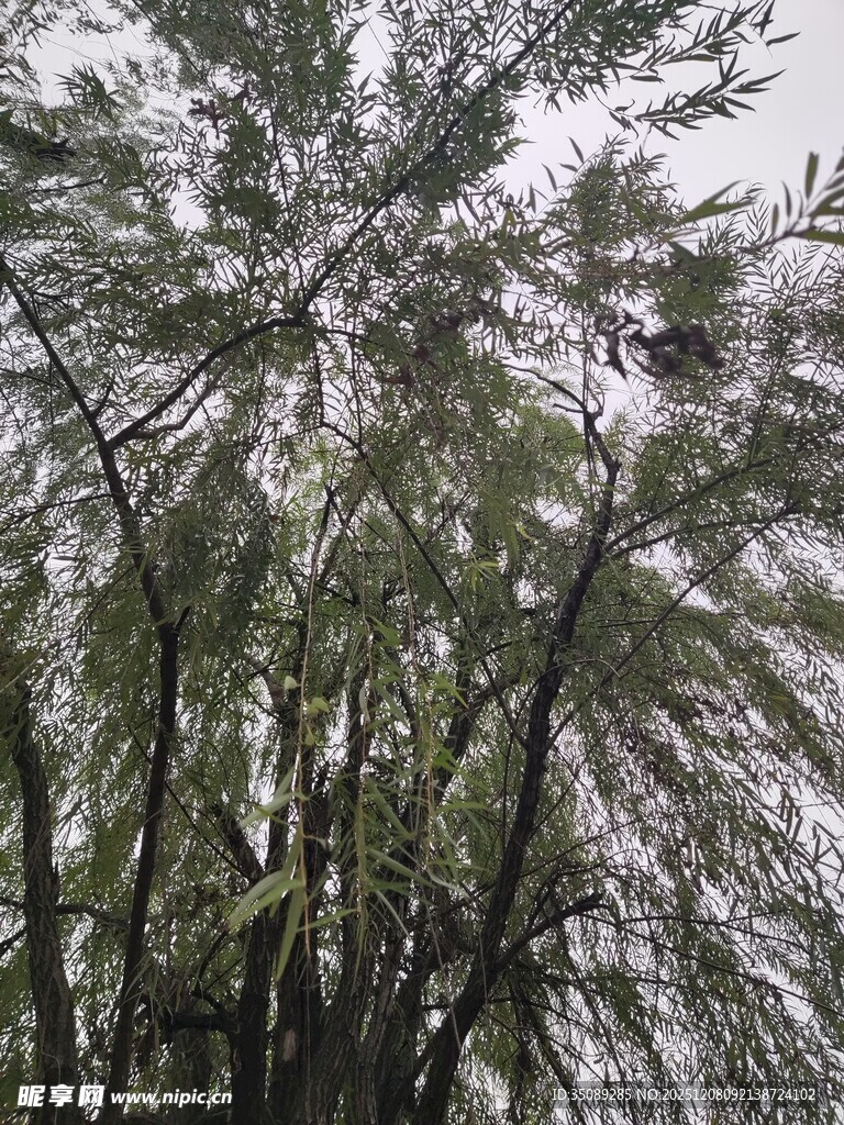 仰视茂密竹林景象