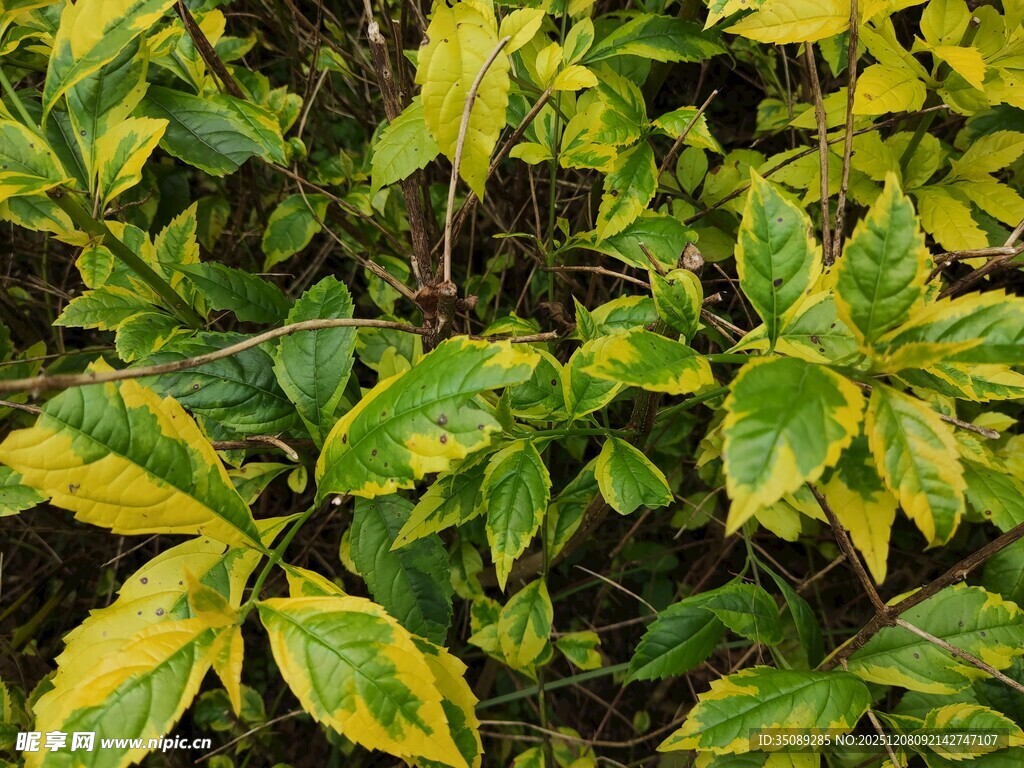 黄绿相间的斑斓叶片植物
