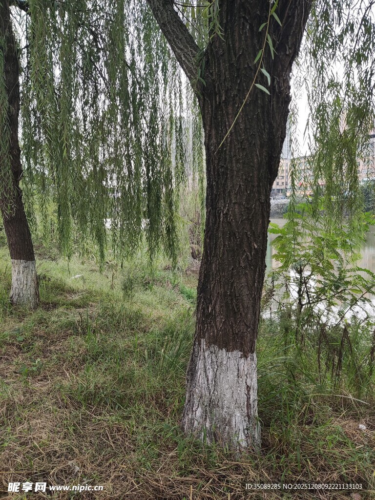 湖边垂柳绿意盎然的景致