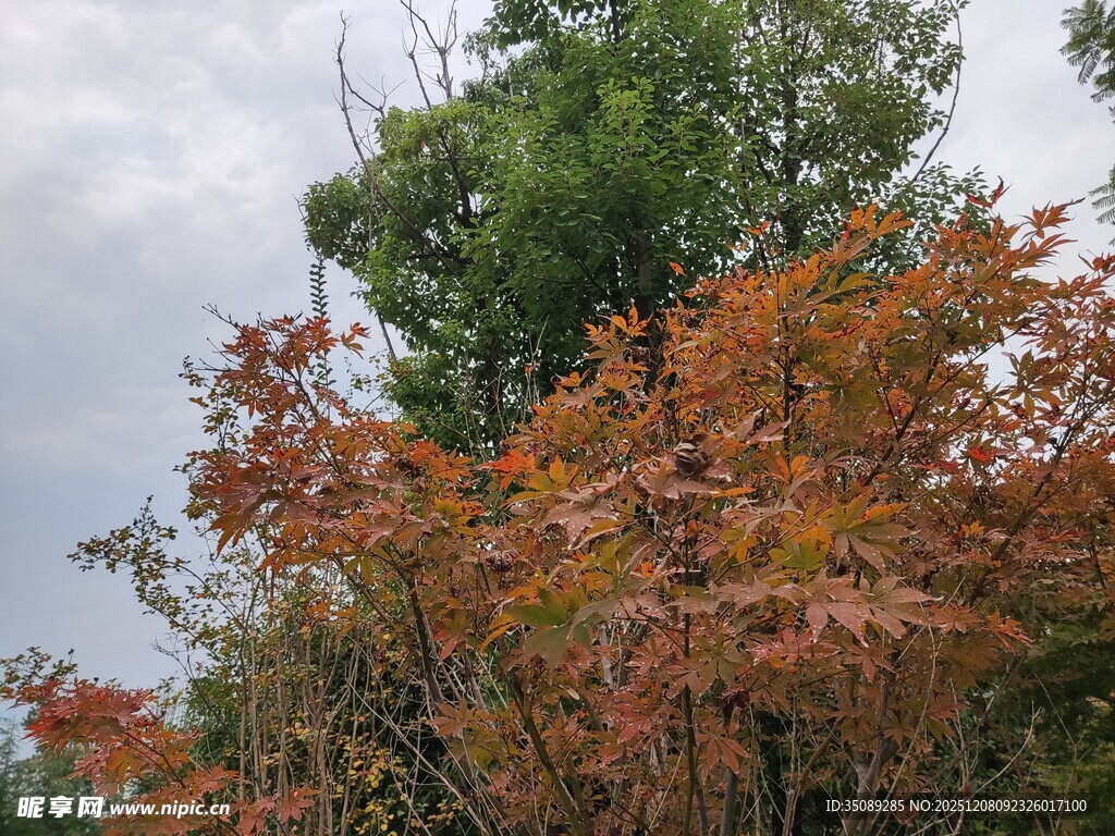 秋日斑斓树叶景观