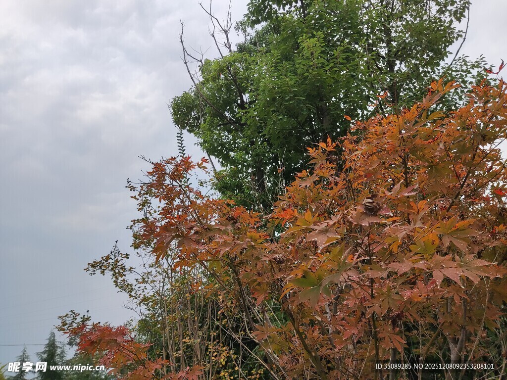 秋日红枫与绿树相映