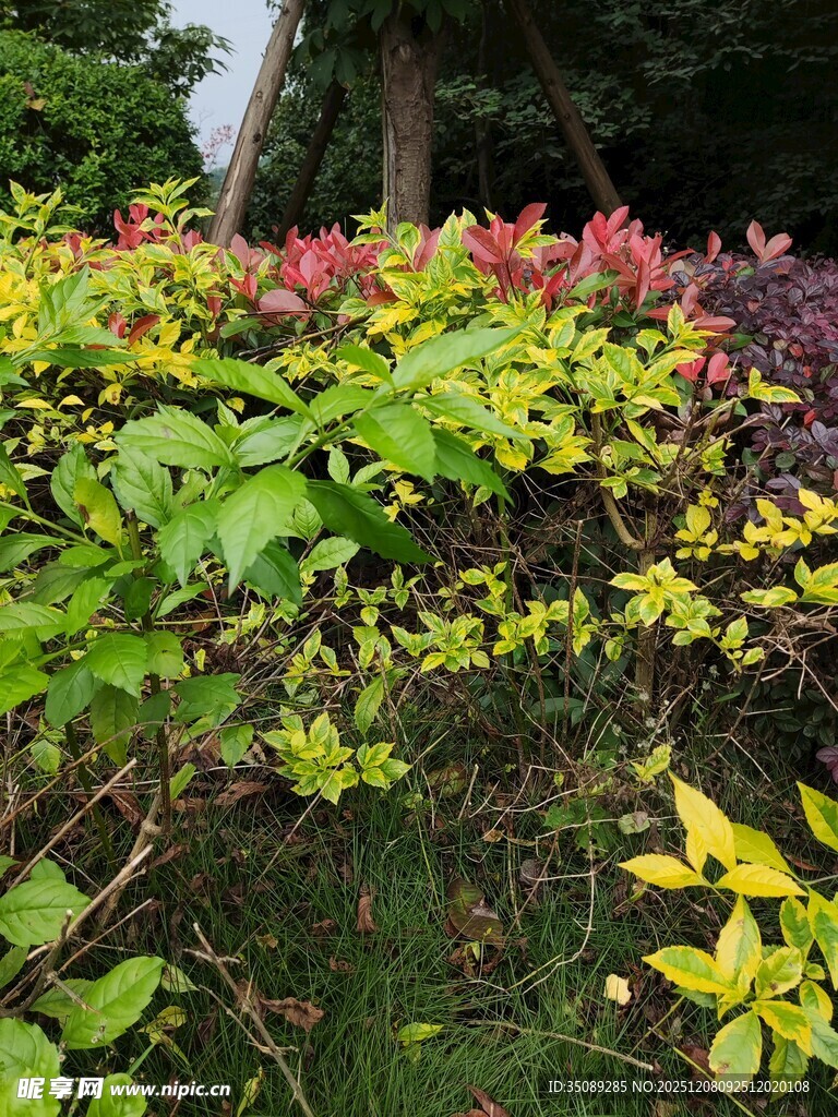 多彩植物景观