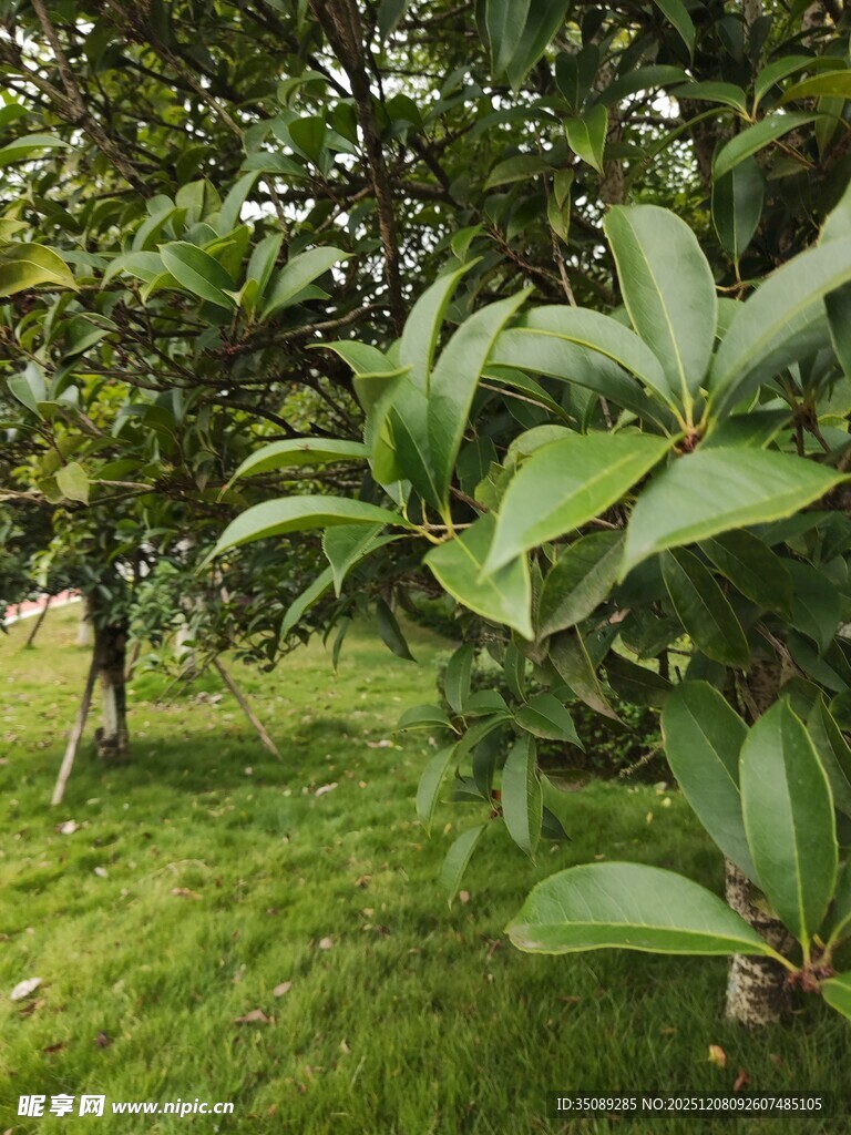 绿叶繁茂的草地树木景观