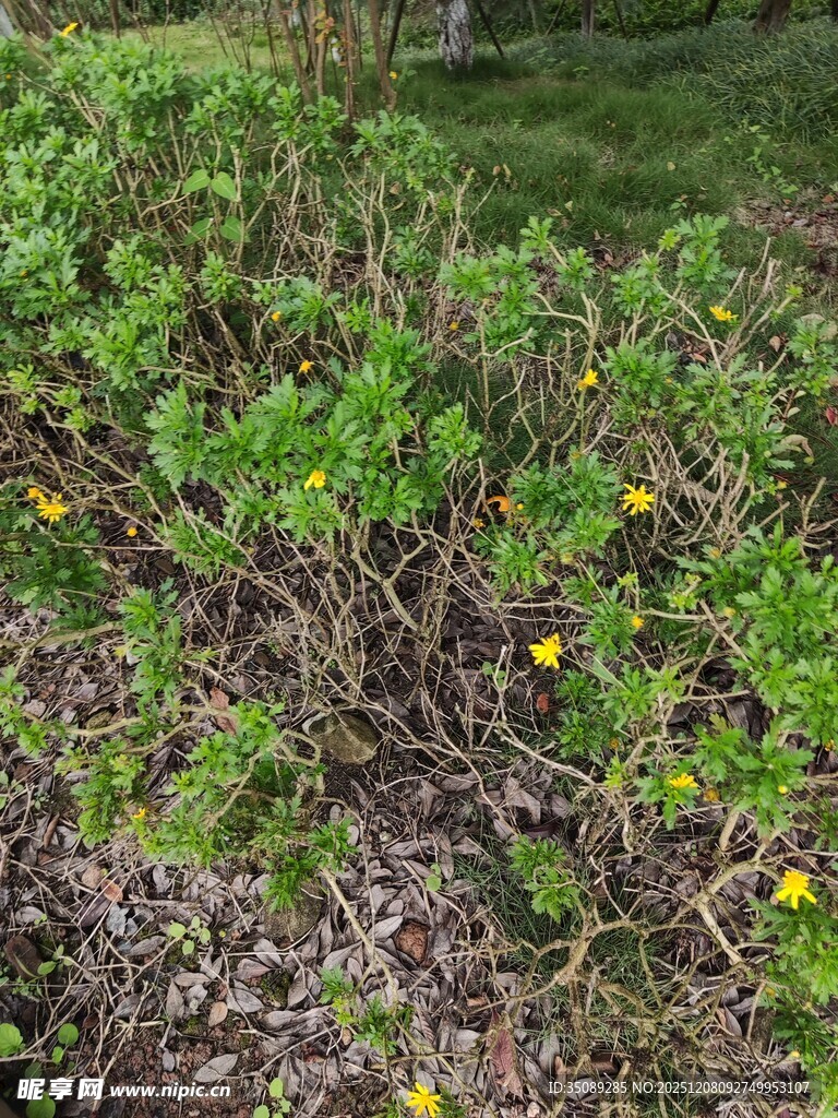草丛中的黄色小花