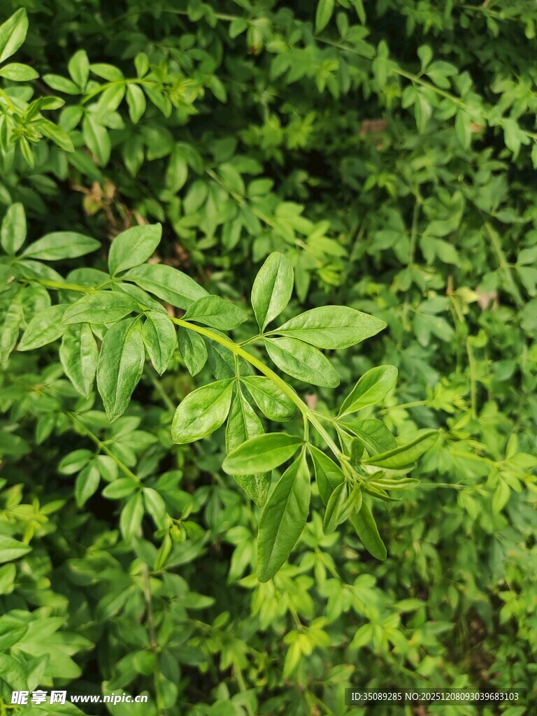 翠绿繁茂的植物枝叶