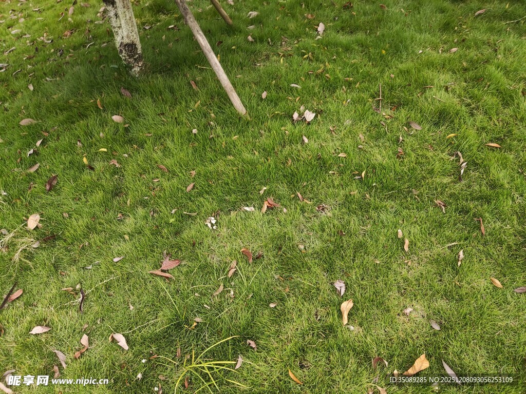 翠绿草地与散落枯叶